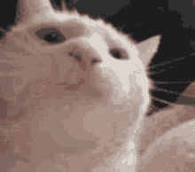 Catgif