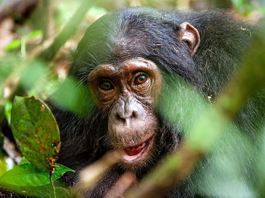 Chimpanzees ground trees branch swing arms distance