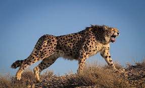After Decades-Long Battle, Cheetahs Can Be Reintroduced in India | Smart  News | Smithsonian Magazine
