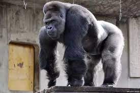 Can there be any possible way humans can gain muscle strength and density  similar to a gorilla? - Quora