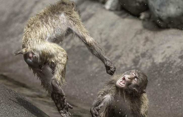 Soy aggressive monkeyss