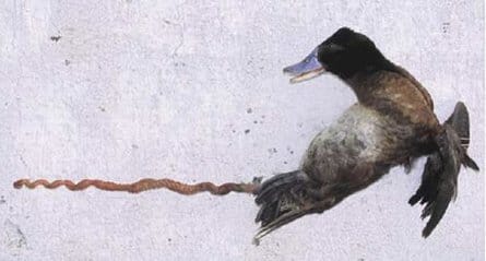 445 lake duck