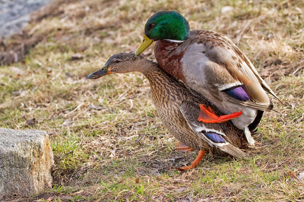 Ducks2