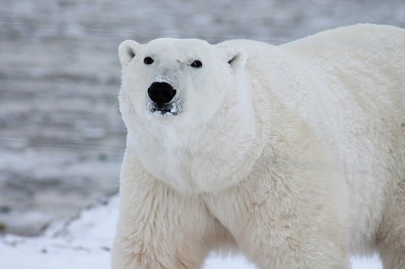 800px Polar bear arctic wildlife snow 53425