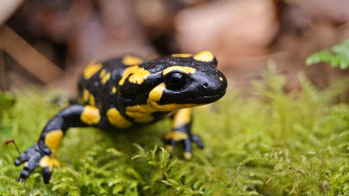 Salamander Salamander