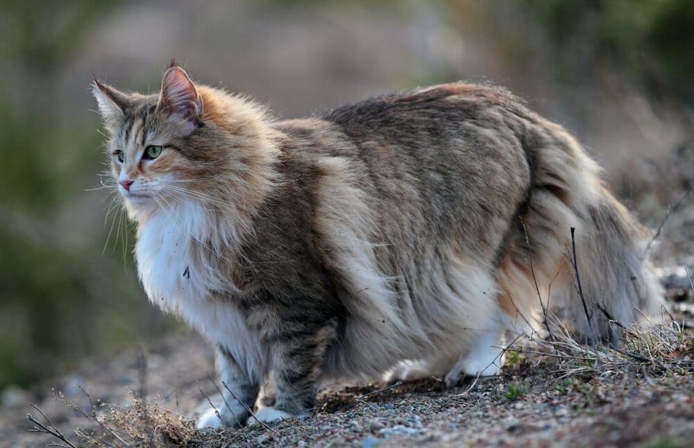 10 things you need to know about the norwegian forest cat before you buy one 5dab10a3bd954