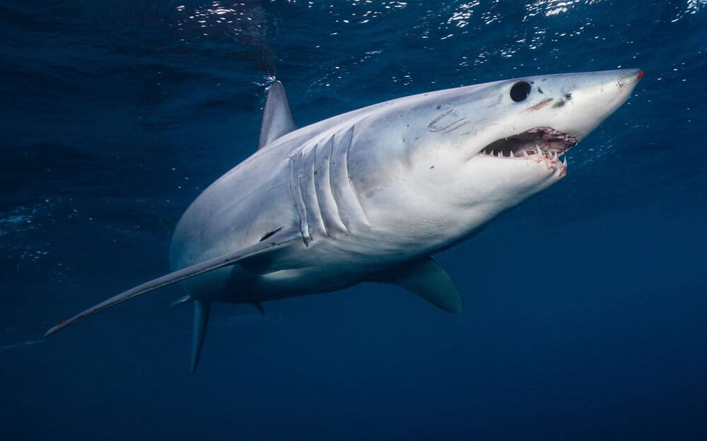 Shortfin mako shark seas