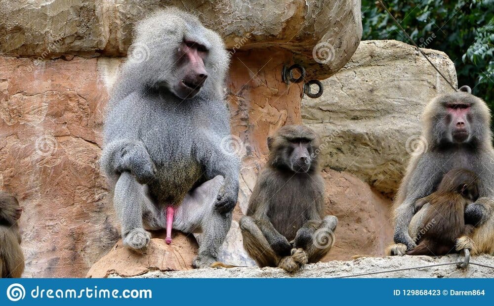 Papio hamadryas baboons sitting baby baboon breast feeding whilst adult male has his penis dis