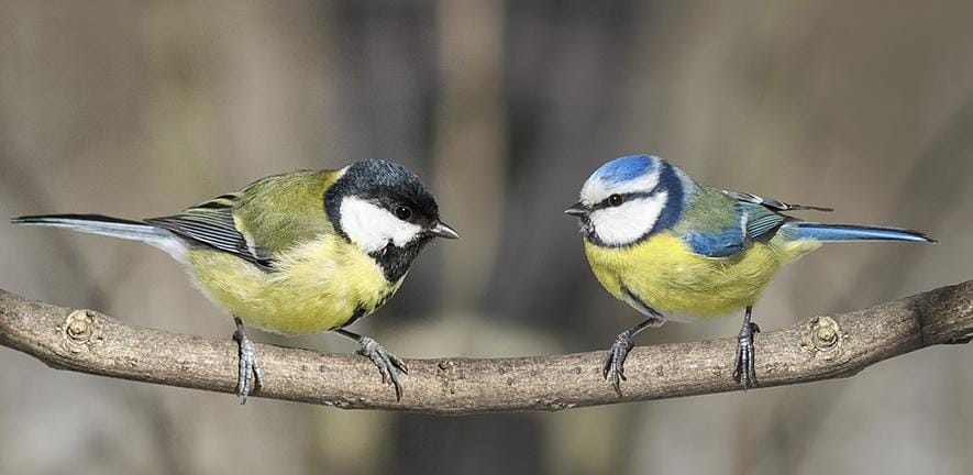 Tits