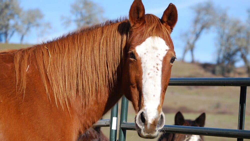 Freckles horse duchess 0