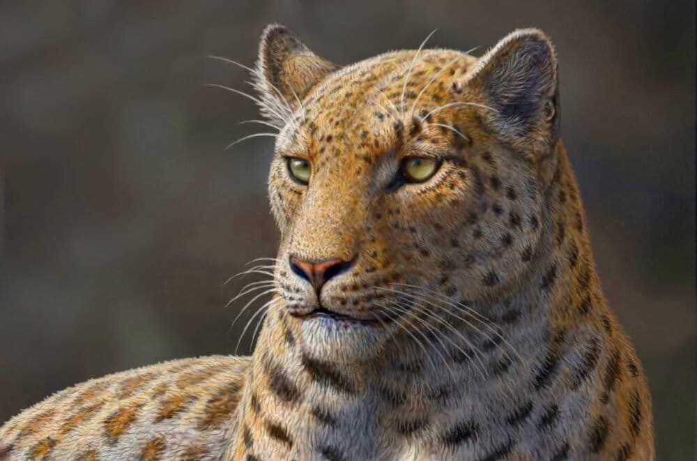 Image 1544 1e Panthera blytheae