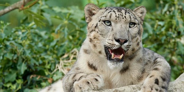 Animaux le pal