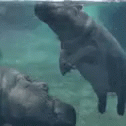 Hippo