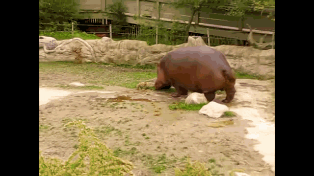 Hippo