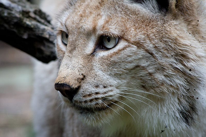 800px Lynx lynx   04