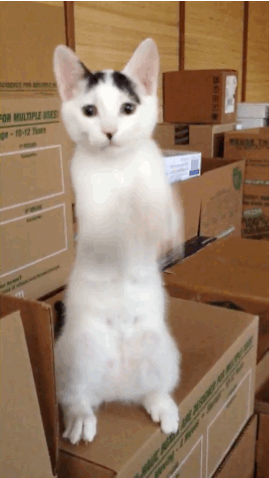 Funny cat gifs 066 006
