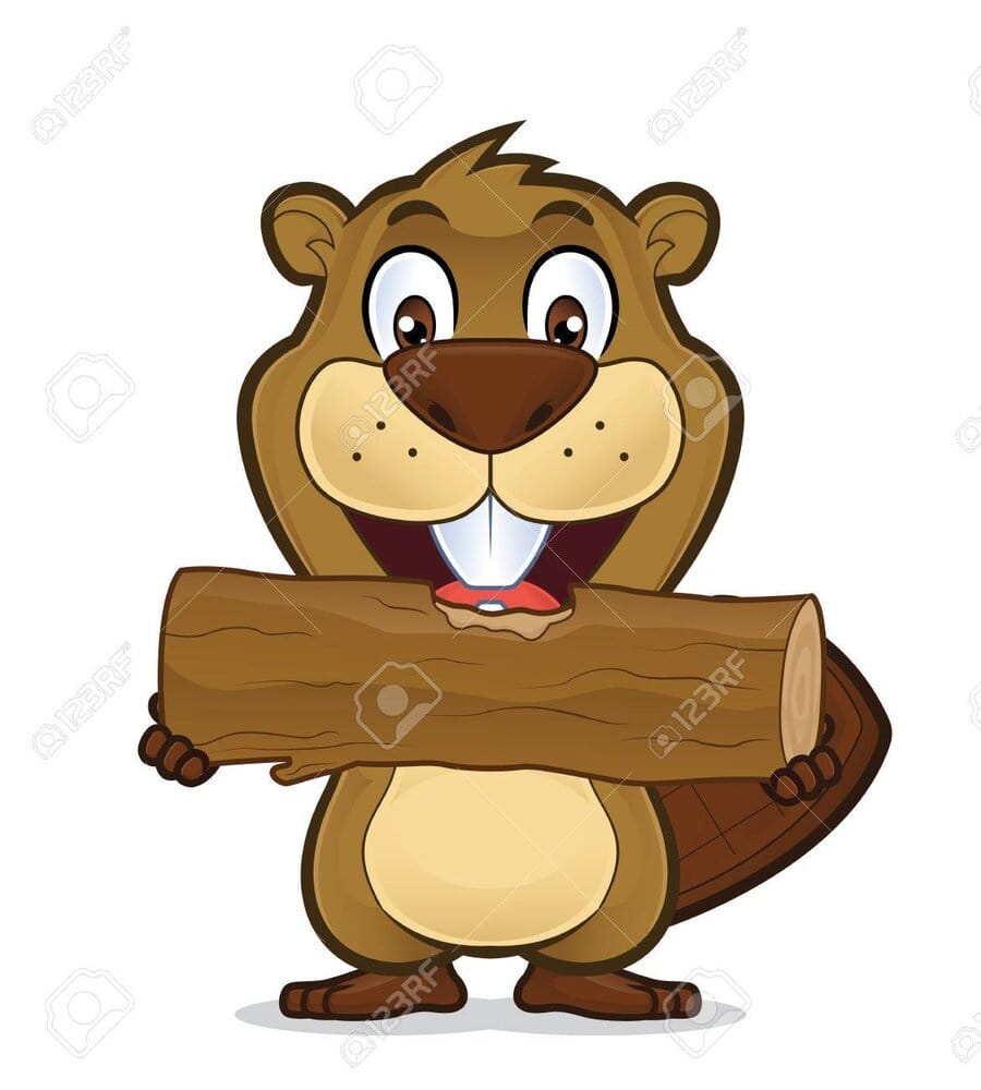 75264104 beaver eating wood