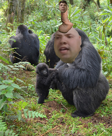 Gorilla lossus