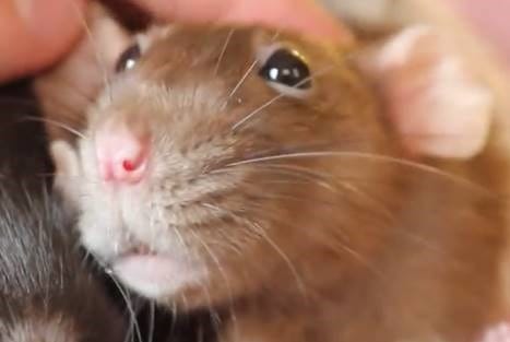 967682 rat smile