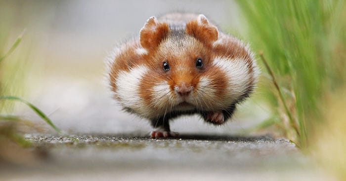 Cute hamsters fb  700