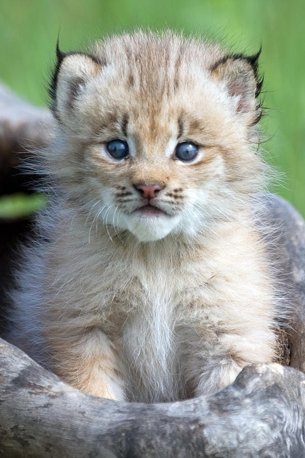 Lynx cub jennifer richards