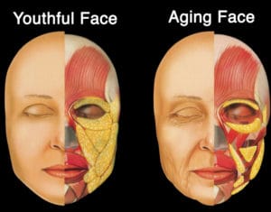 Fat Aging 300x235