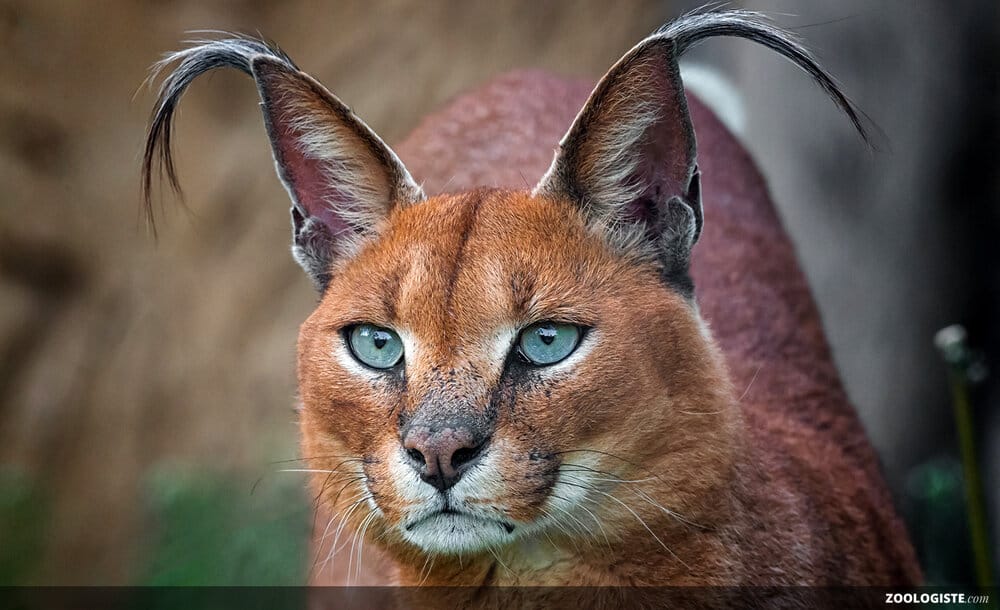Caracal