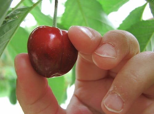 Cherry picking