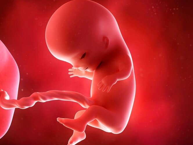 Le foetus a 11 semaines de grossesse