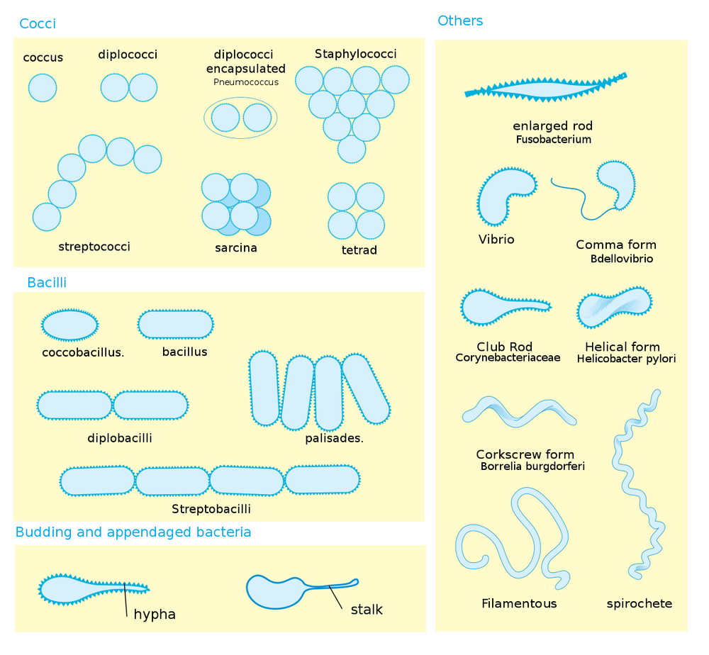 1200px Bacterial morphology diagram