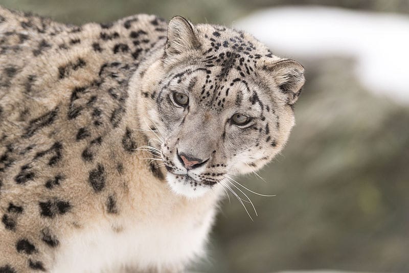 Snow Leopard Looking Back 24038917200