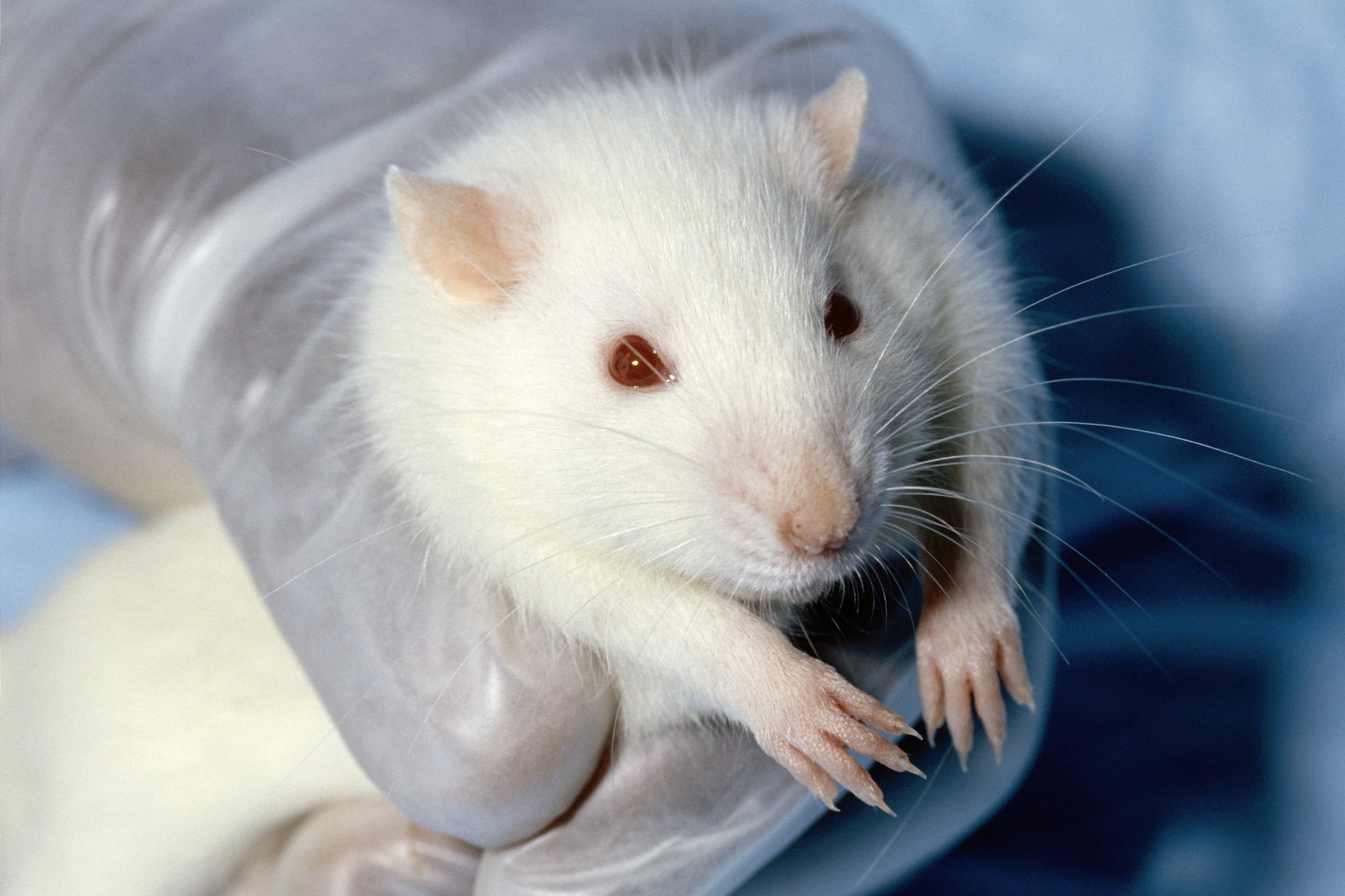 Rat
