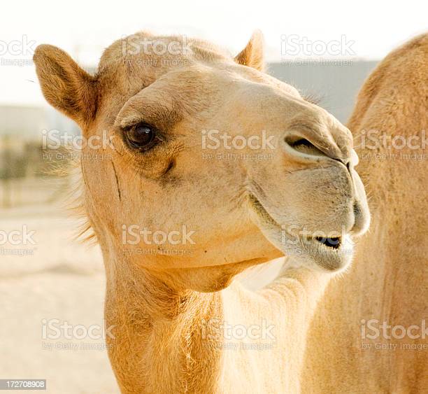 Istockphoto 172708908 612x612