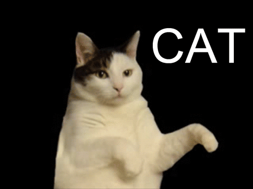Kitty cat