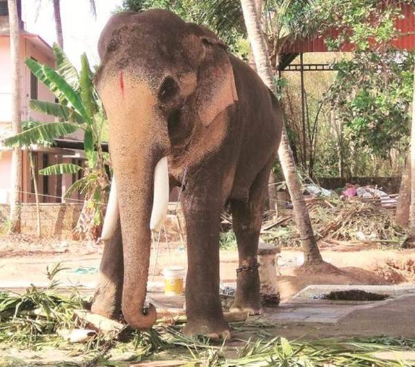 Kerala elephant