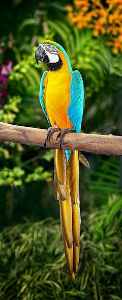 240px Blue and Yellow Macaw