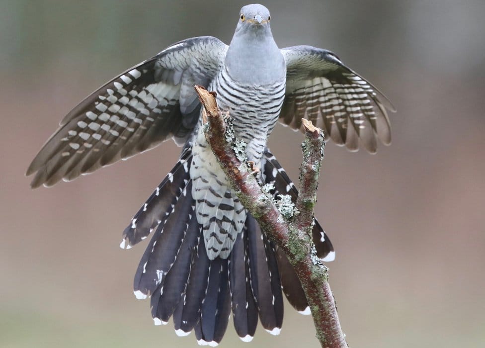  112518780 cuckoo