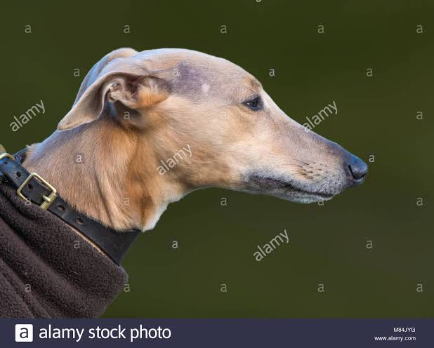 Images   2021 08 08T204152825