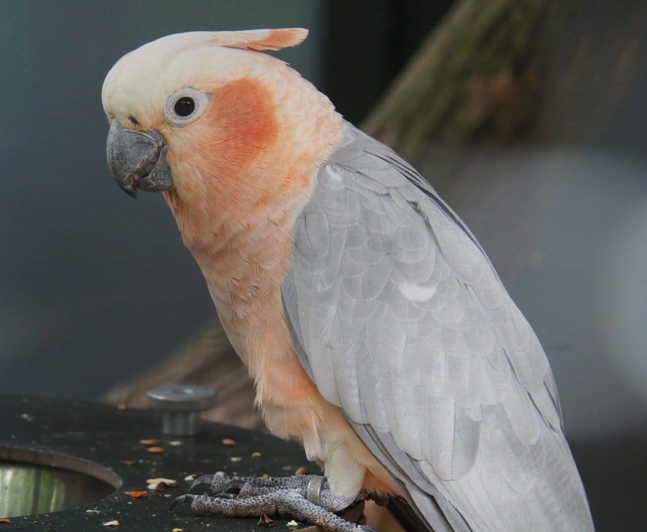 76 Hybrid cockatoo Eolophus roseicapilla x Cacatua sulphurea
