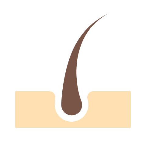 Hair follicle