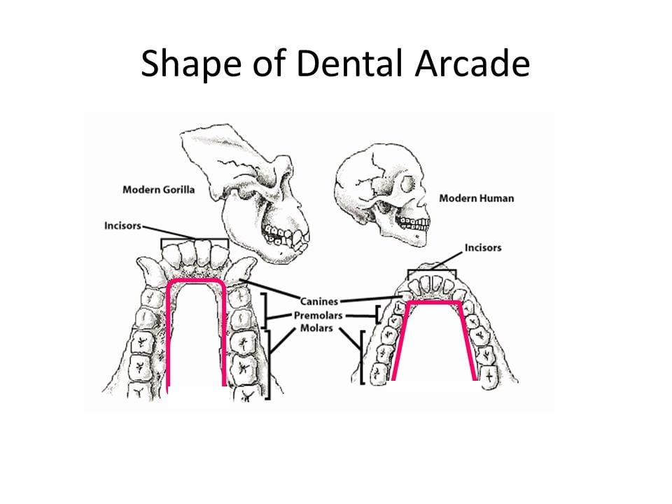 ShapeofDentalArcade