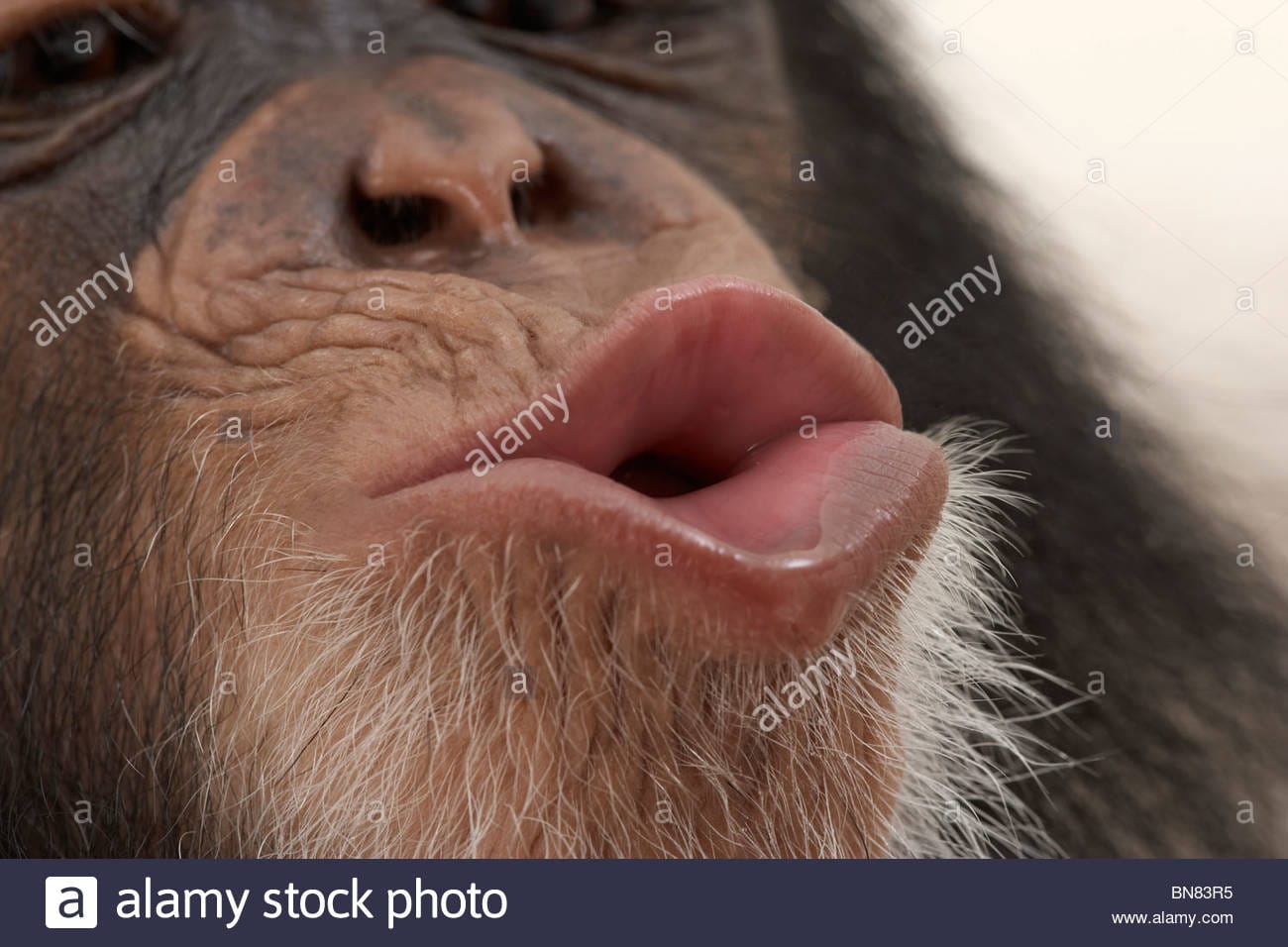 Chimpanzees BN83R5