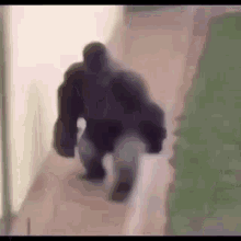 Monkey gorilla