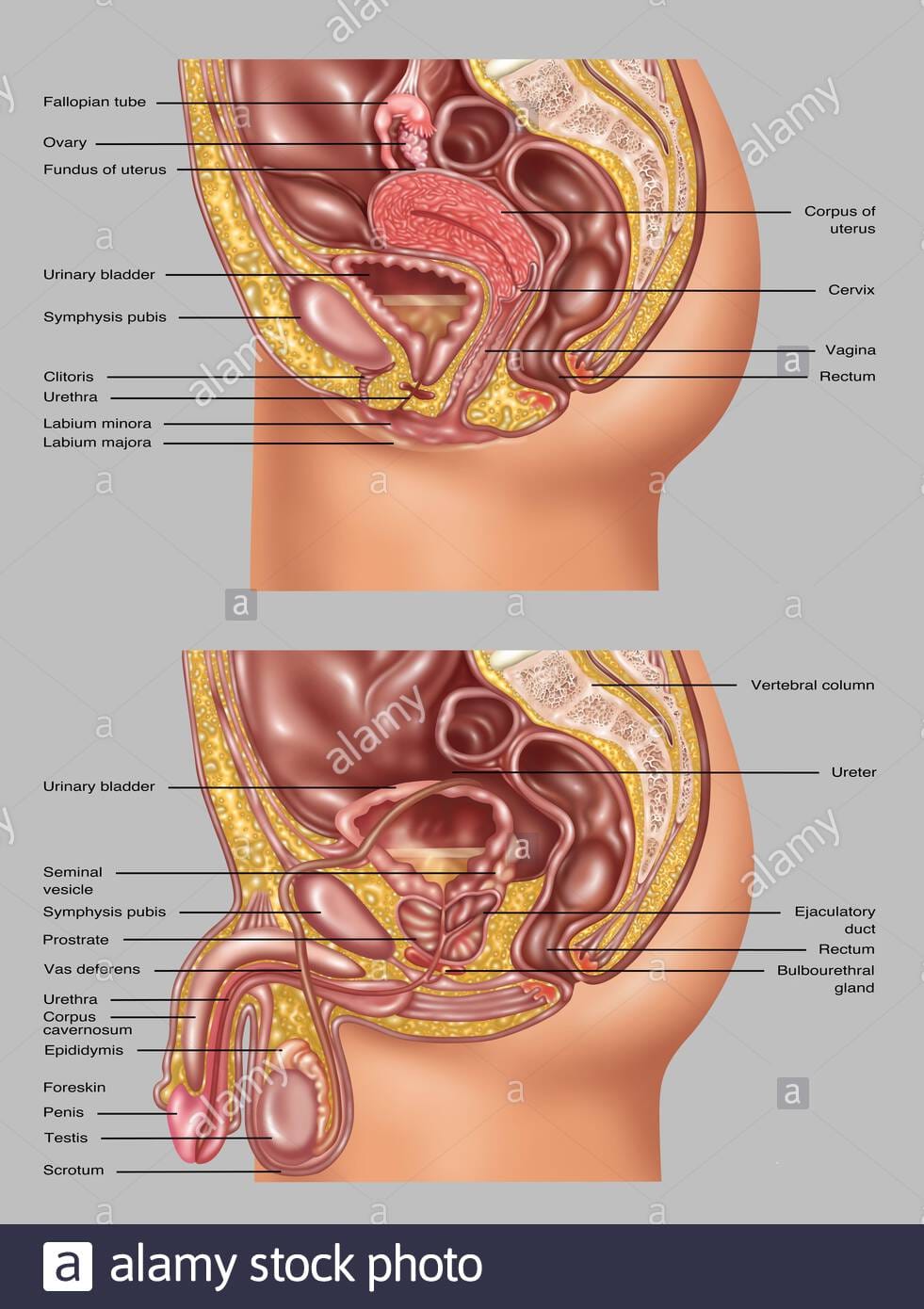 Female male reproductive anatomy illustration 2BEH6F4