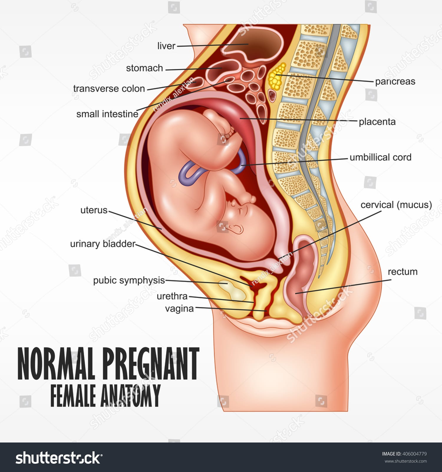 Stock vector normal pregnant female anatomy 406004779