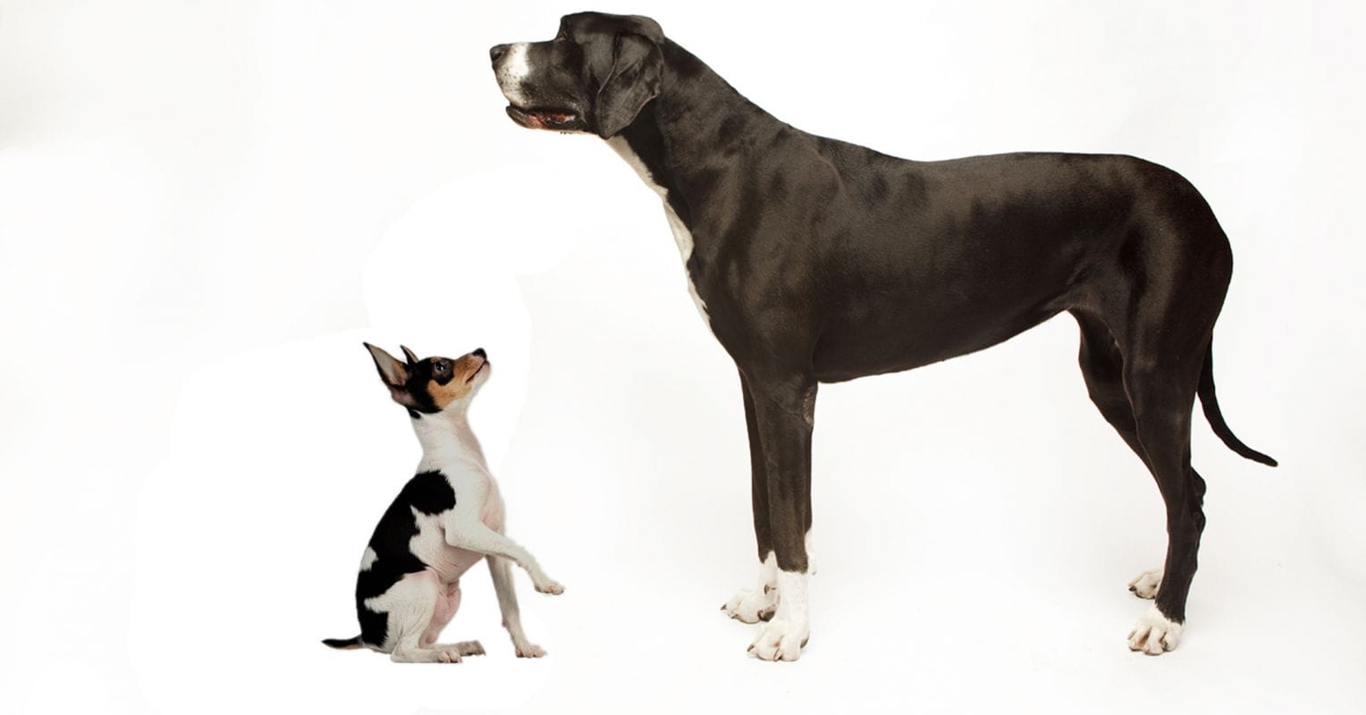 Big and little dog 0