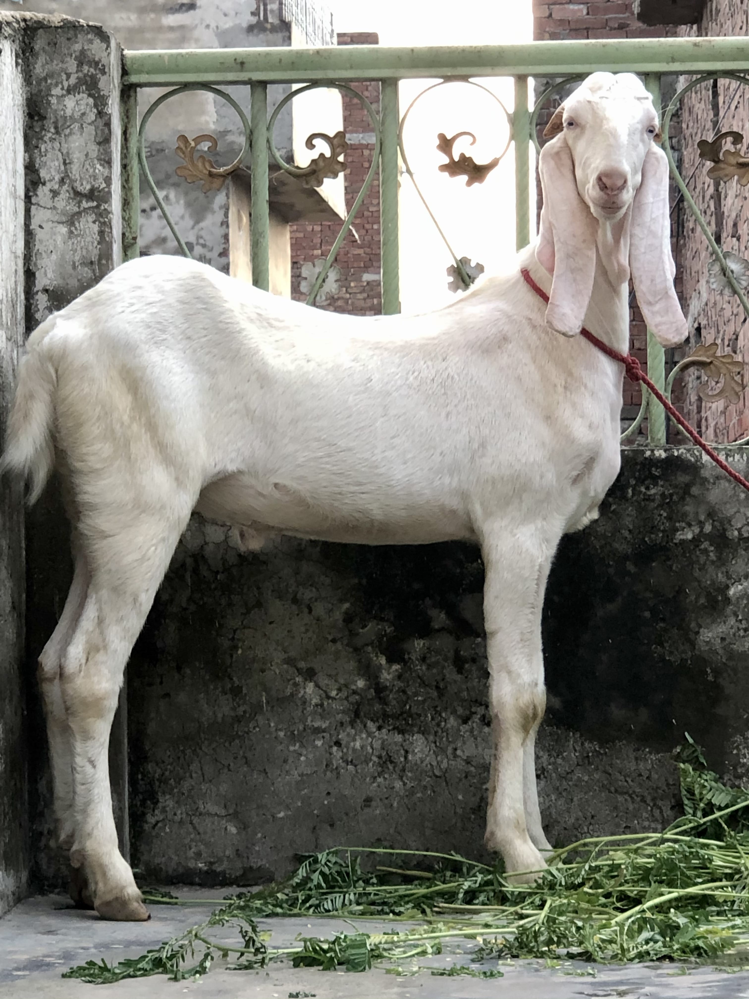 4C6E1B65 AB49 4784 AB69 7331426AA355