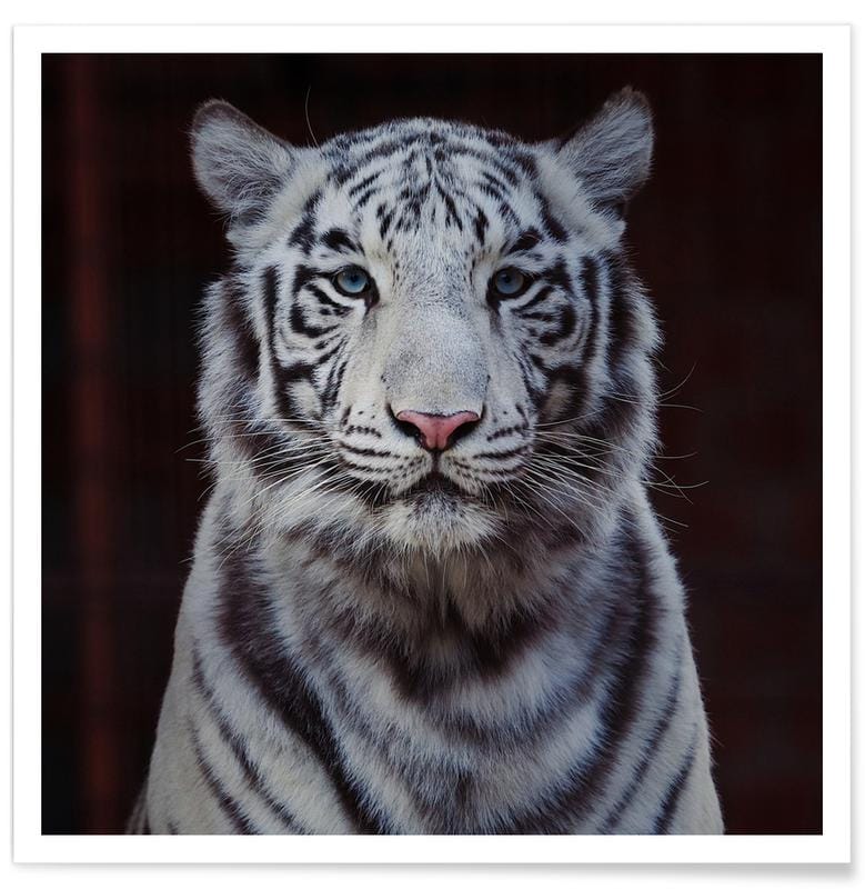 White Tiger Natural Kingdom Poster