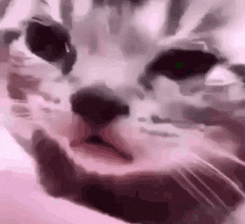 Giphy downsized large