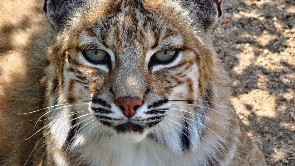 Bobcat 5207664 960 720